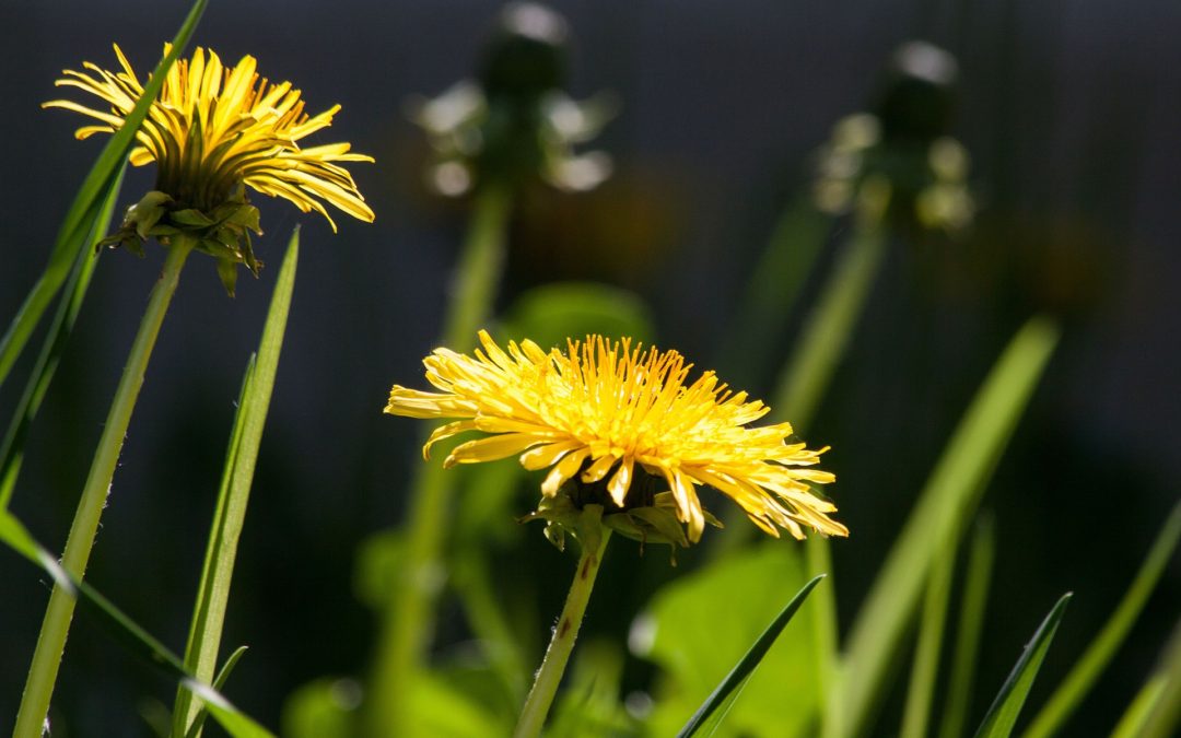DANDELION: DETOX WITH THIS YELLOW CHARMER
